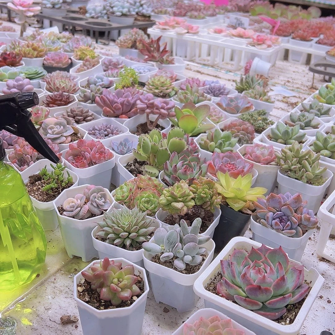 肉***肉用无字胶带发货没有肉