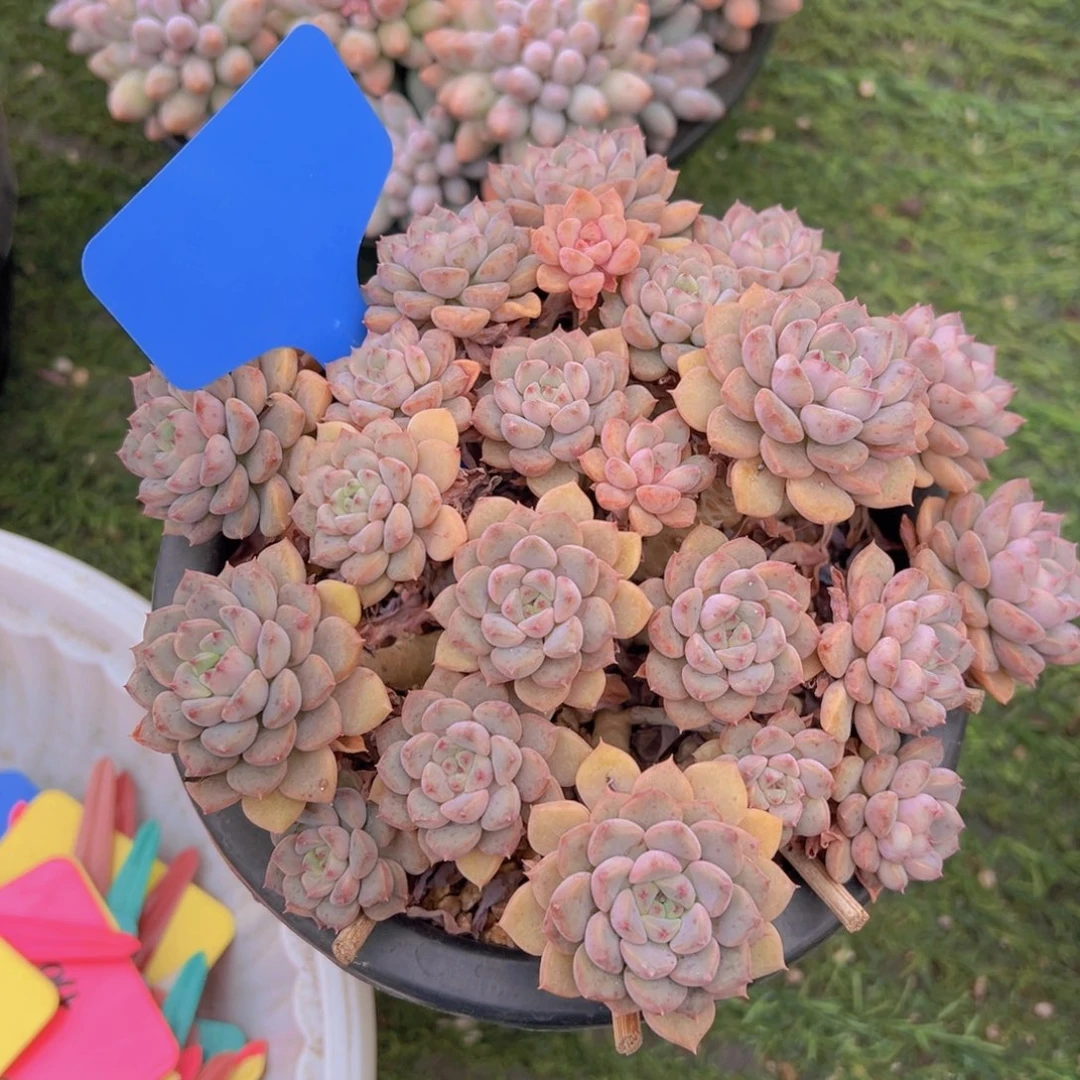 福利来啦来了打脸了