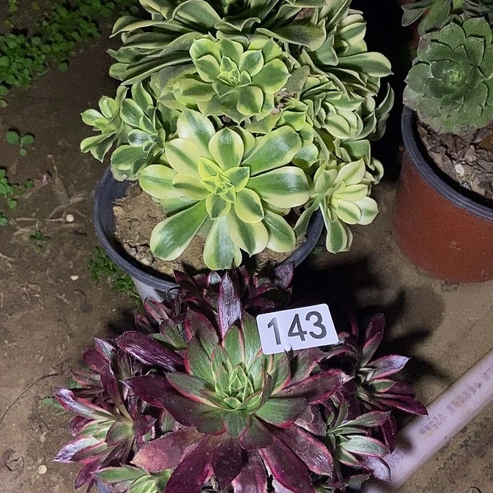 绿豆沙 孔雀锦特价不包断143