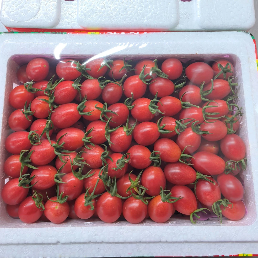 千禧小番茄1箱 约2.5斤番茄同城配
