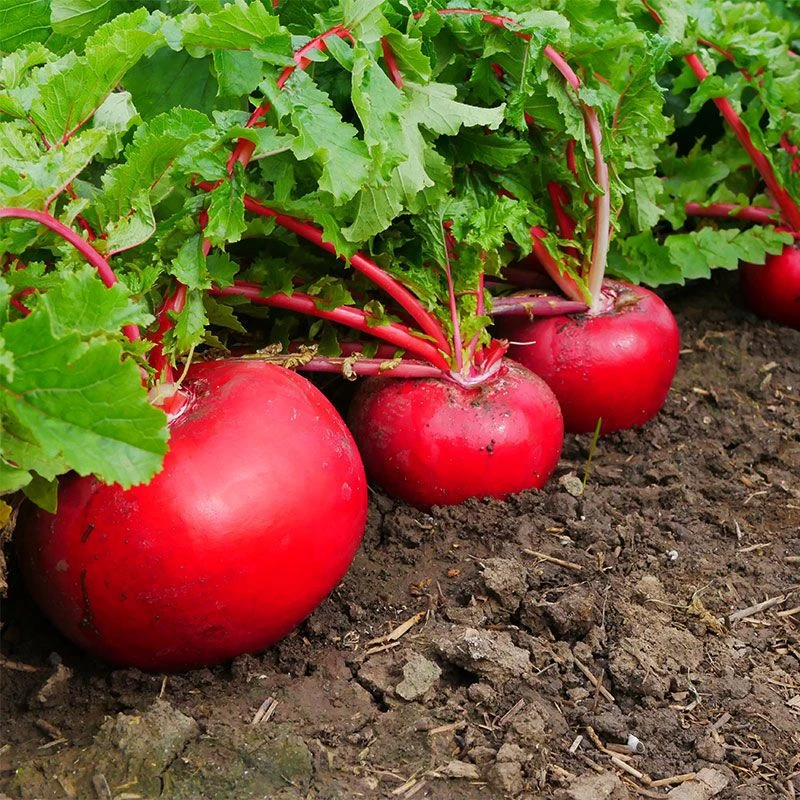 【秋红大红萝卜种子】四季种植盆栽地栽阳台小院种植lz