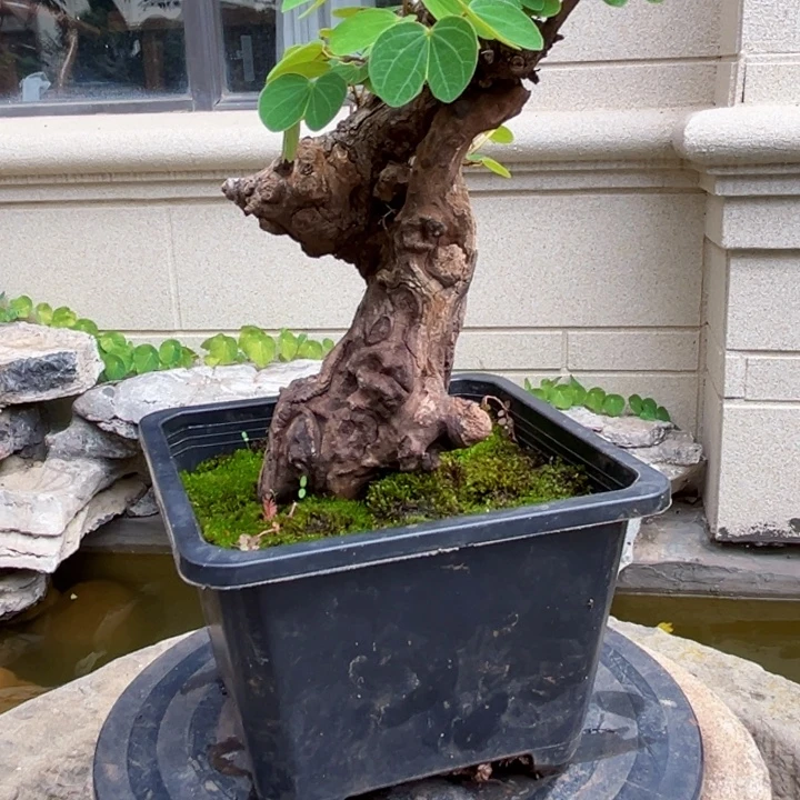 6***9无花朵羊蹄甲盆景老桩