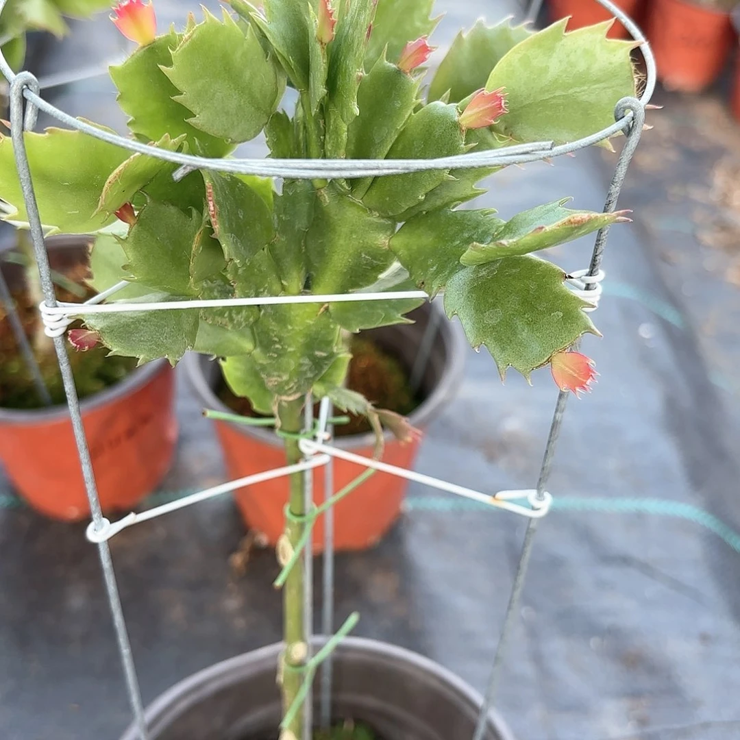 【闪购商品】不***阳荷花妹妹叶仙嫁接蟹爪兰