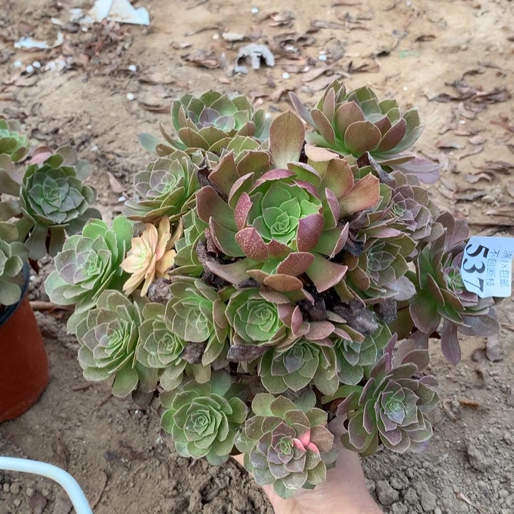 537黑魔法手捧1号peng