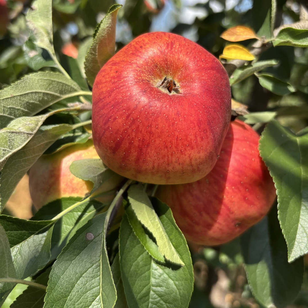 【脆甜】红露冰糖心丑苹果2025年当季新鲜现摘孕妇水果