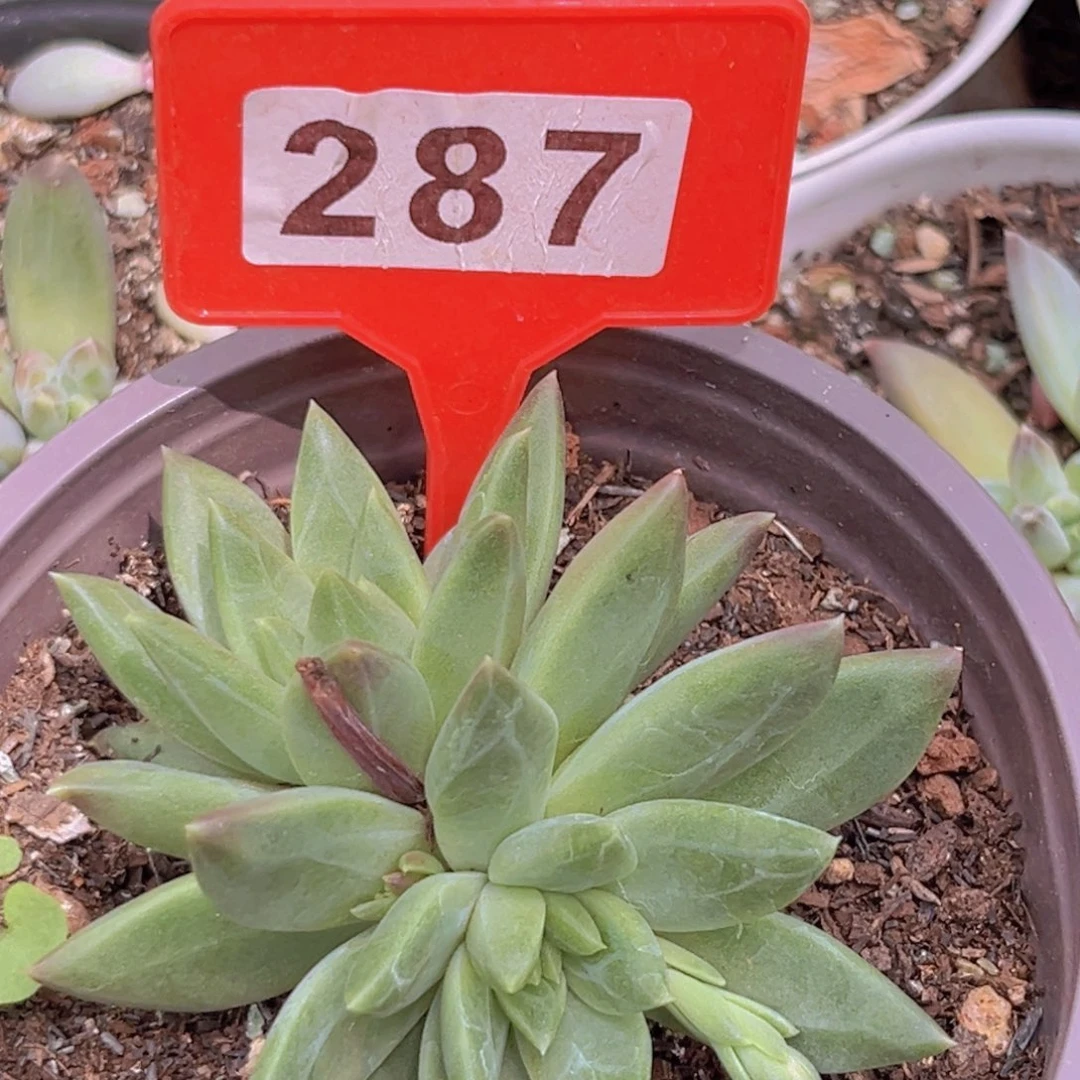 绿泡泡多肉植物287