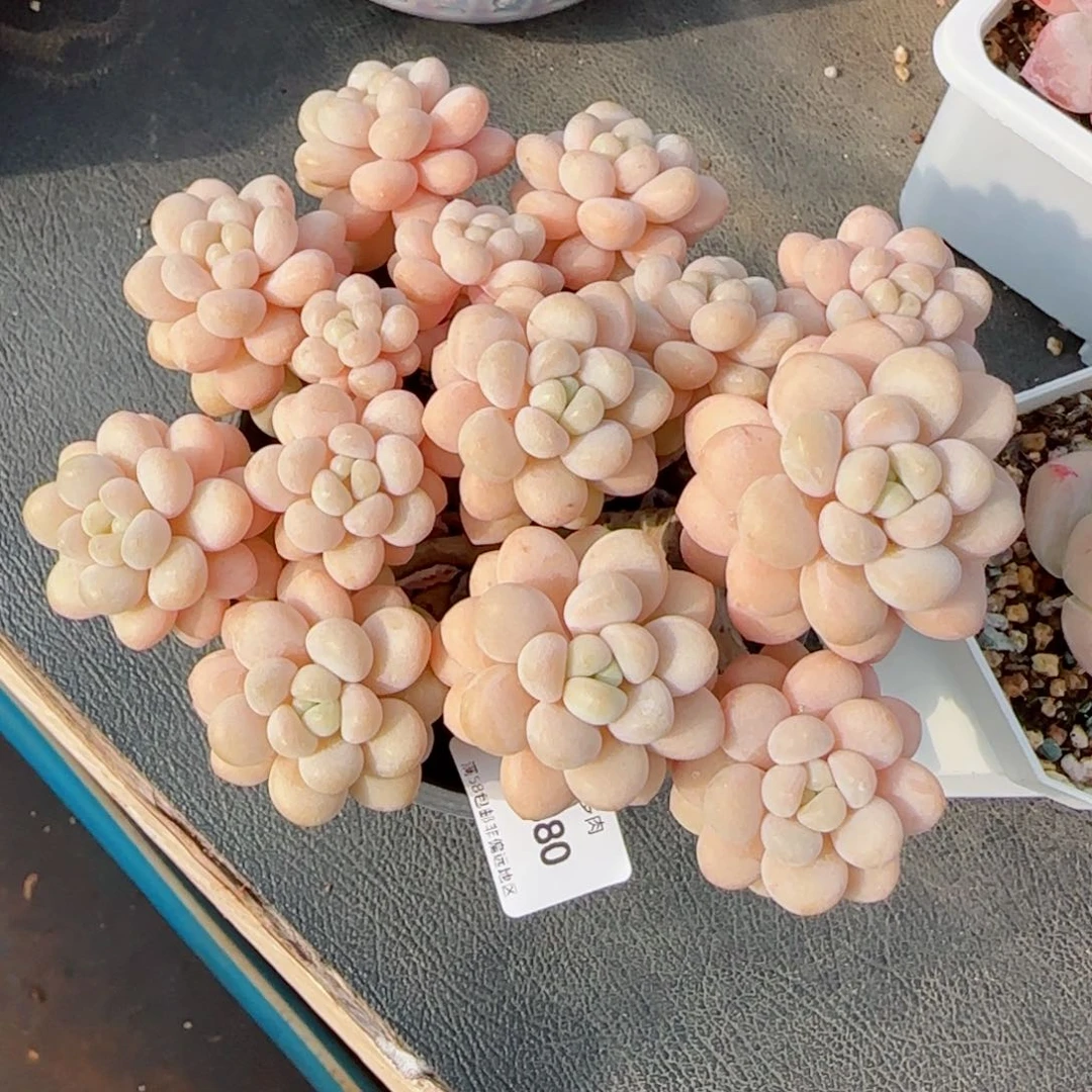 洛可可无砍，9580多肉植物