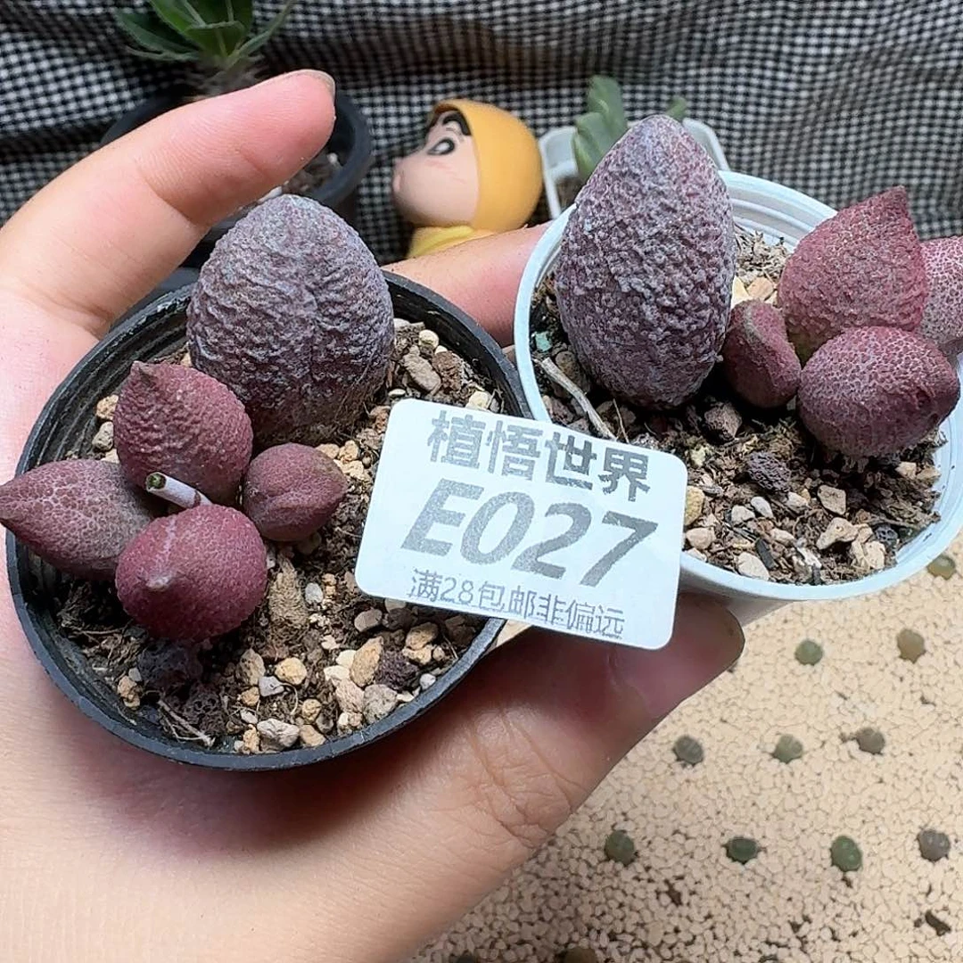 多肉植物的润泽额fv