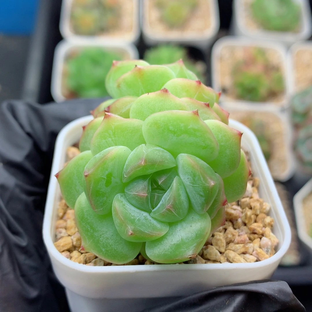 58包邮  群生不包整糖心40