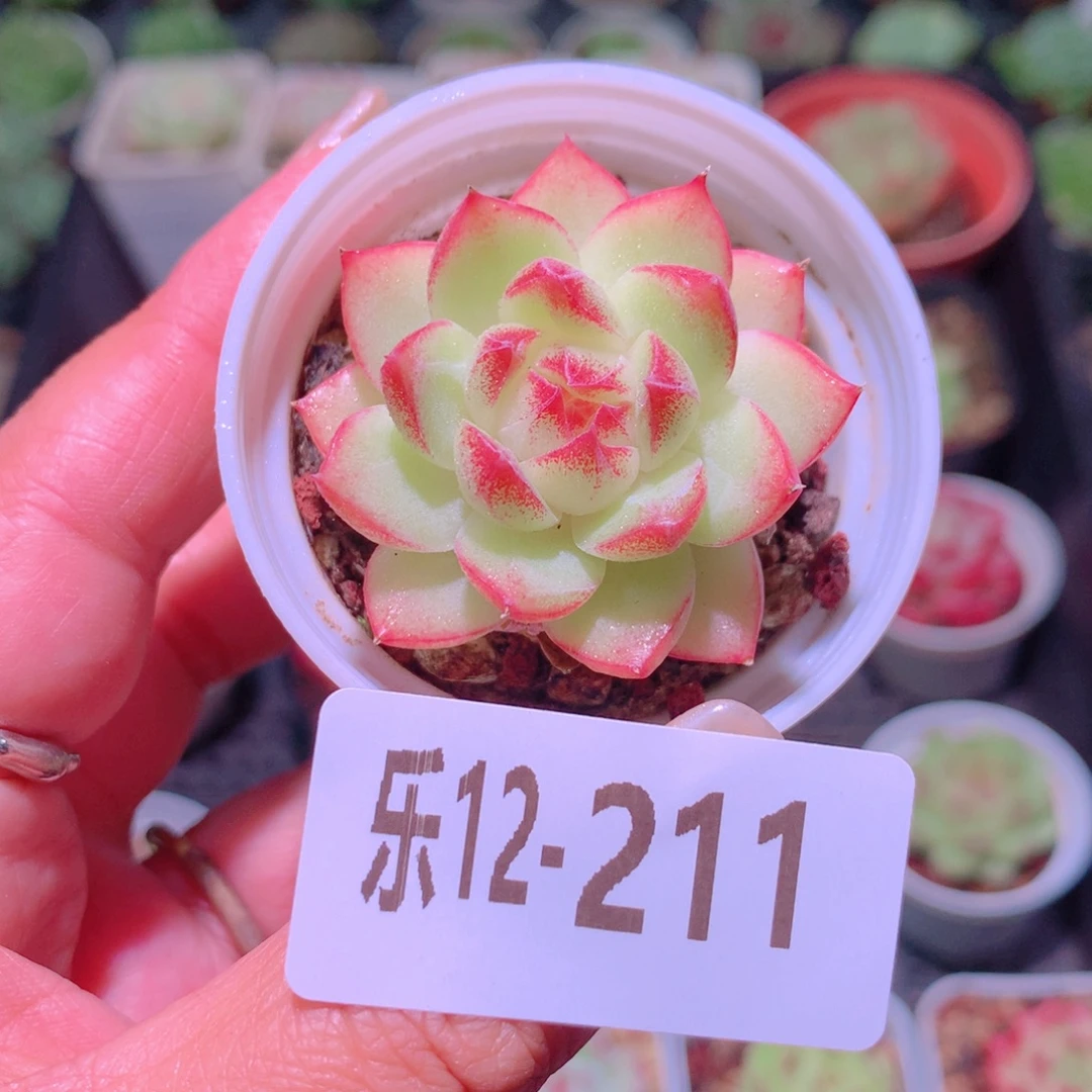 乐然12-211 新品单头