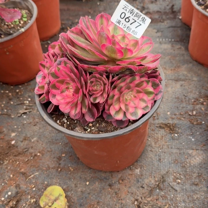 677号荔枝啊啊啊