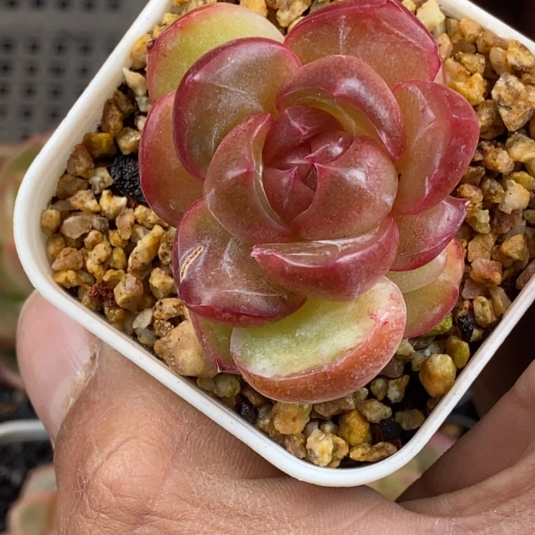 天官赐福百无禁忌