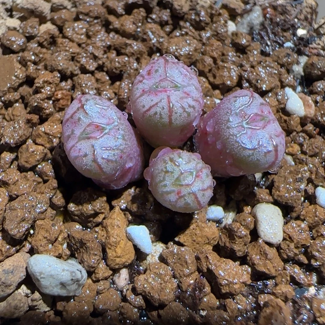 肉锥多肉植物组合-杂交516