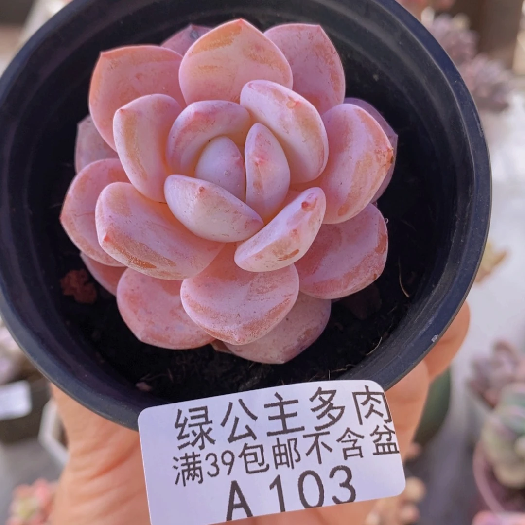 冰糕4cm103多肉植物