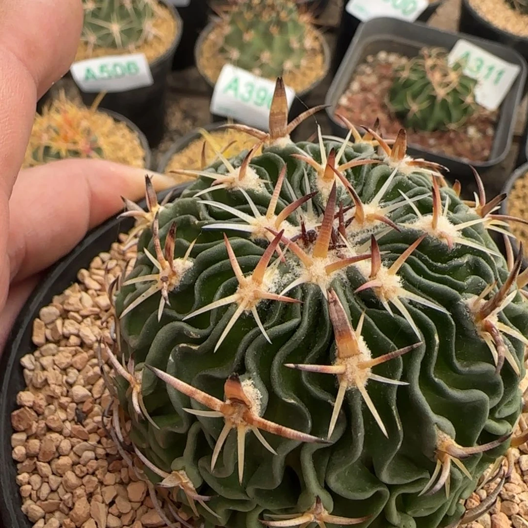 五刺玉 实生仙人球517