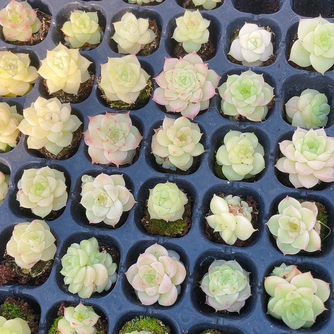 个体麦杆透穴一个满25包邮