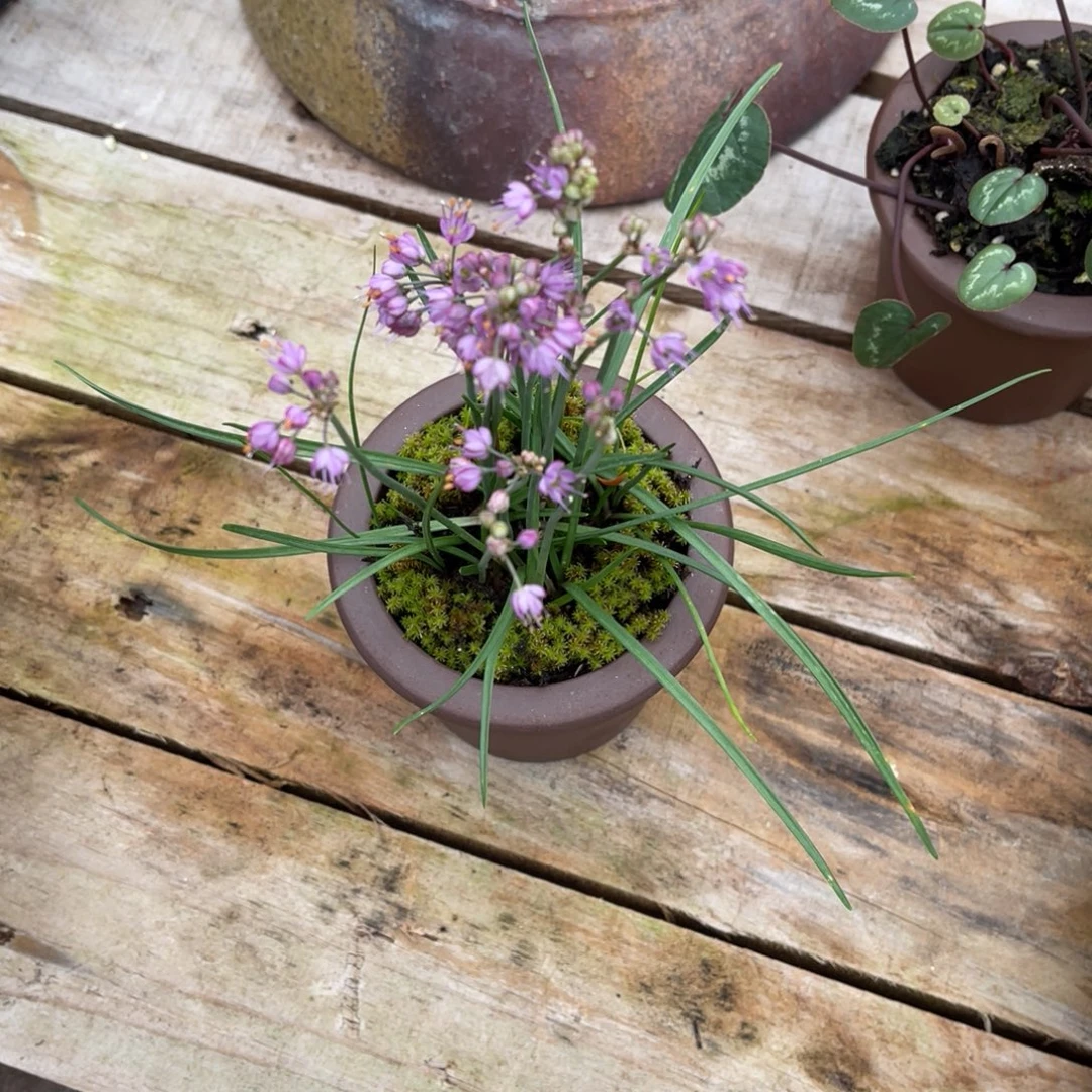 胖***宝完全开放盆栽植物