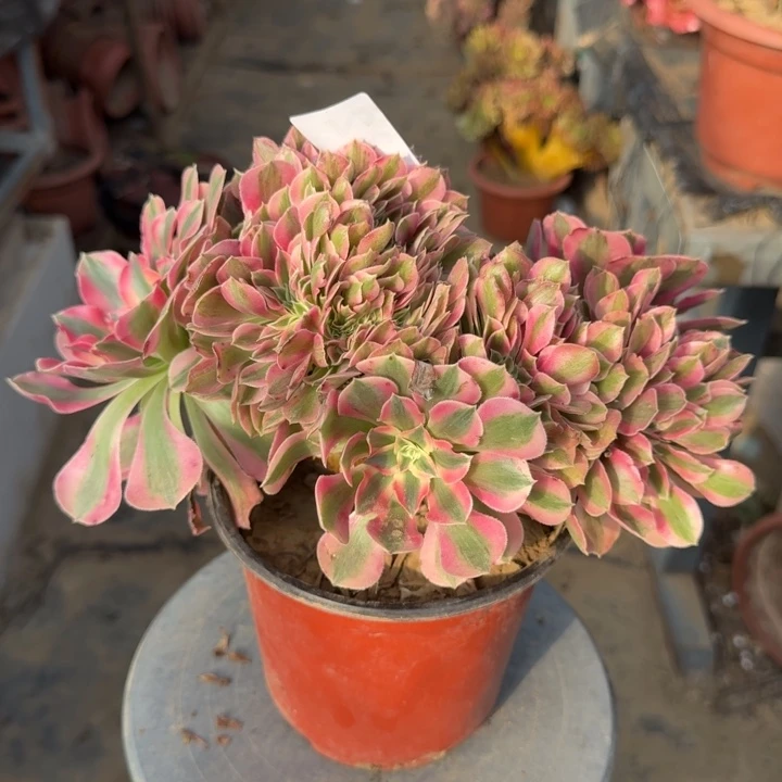 糖果女巫法师了缀化432