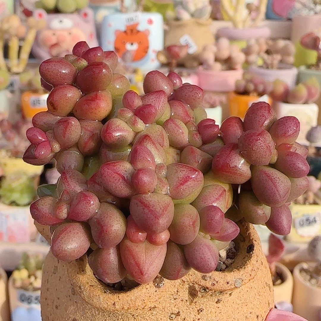 造型小紫球 盆口5cm