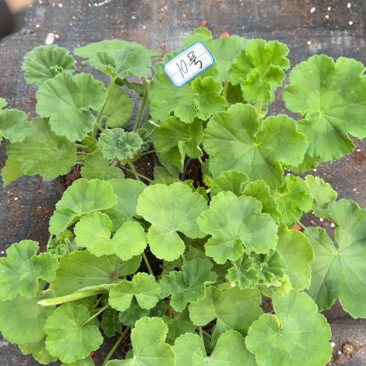 完全开放天竺葵10号