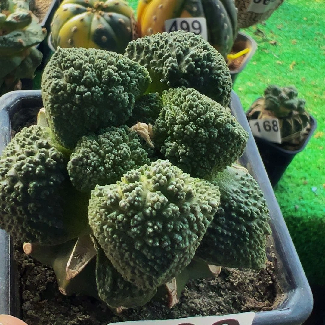 牛***郎无花朵福利细尤哥斯拉牡丹500