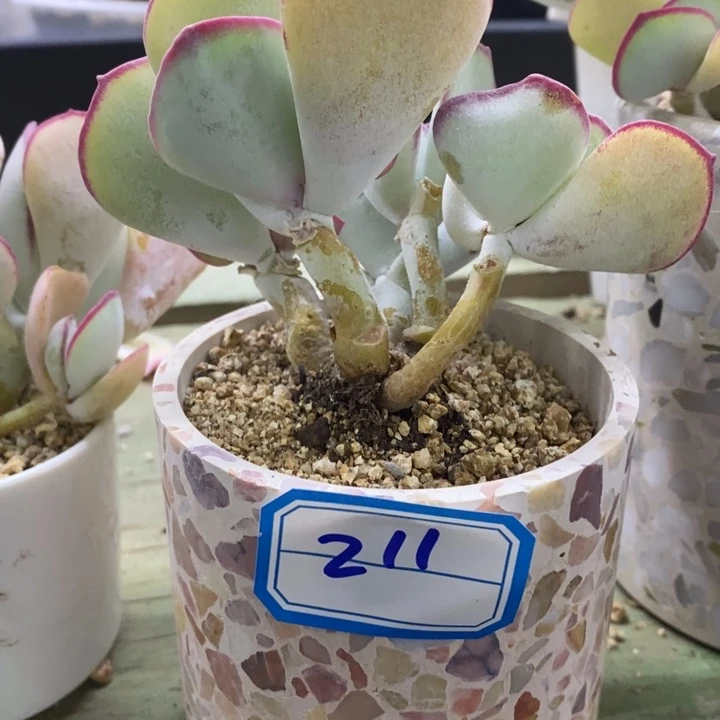 焦**冰一物一拍正版日系白眉多肉211
