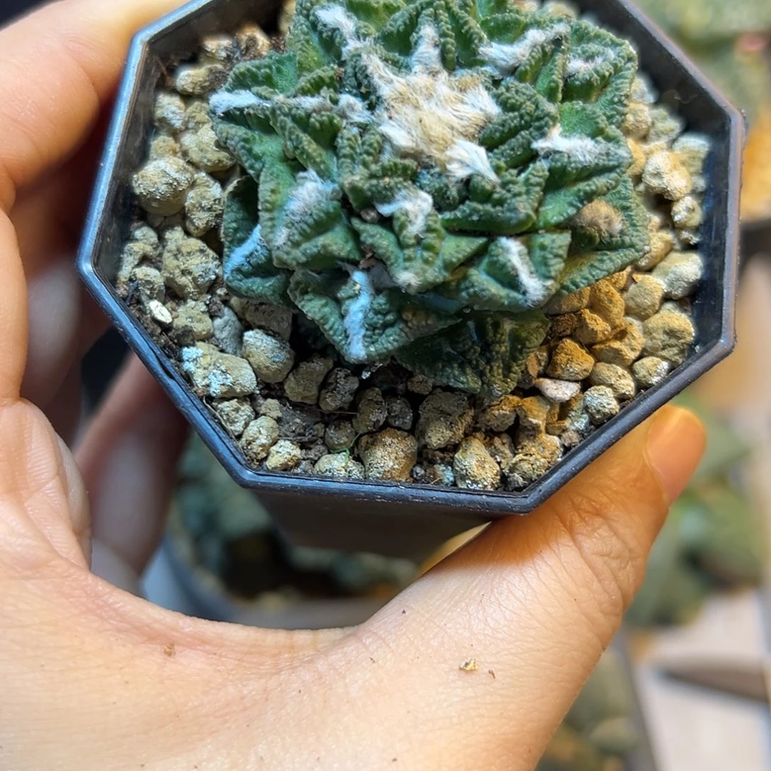 晚18号自根辛盾牡丹4.5公分