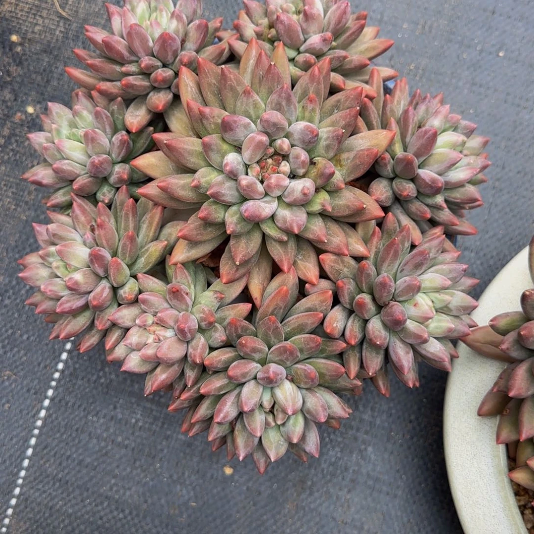 无花朵雨**后999，红蜻蜓群生