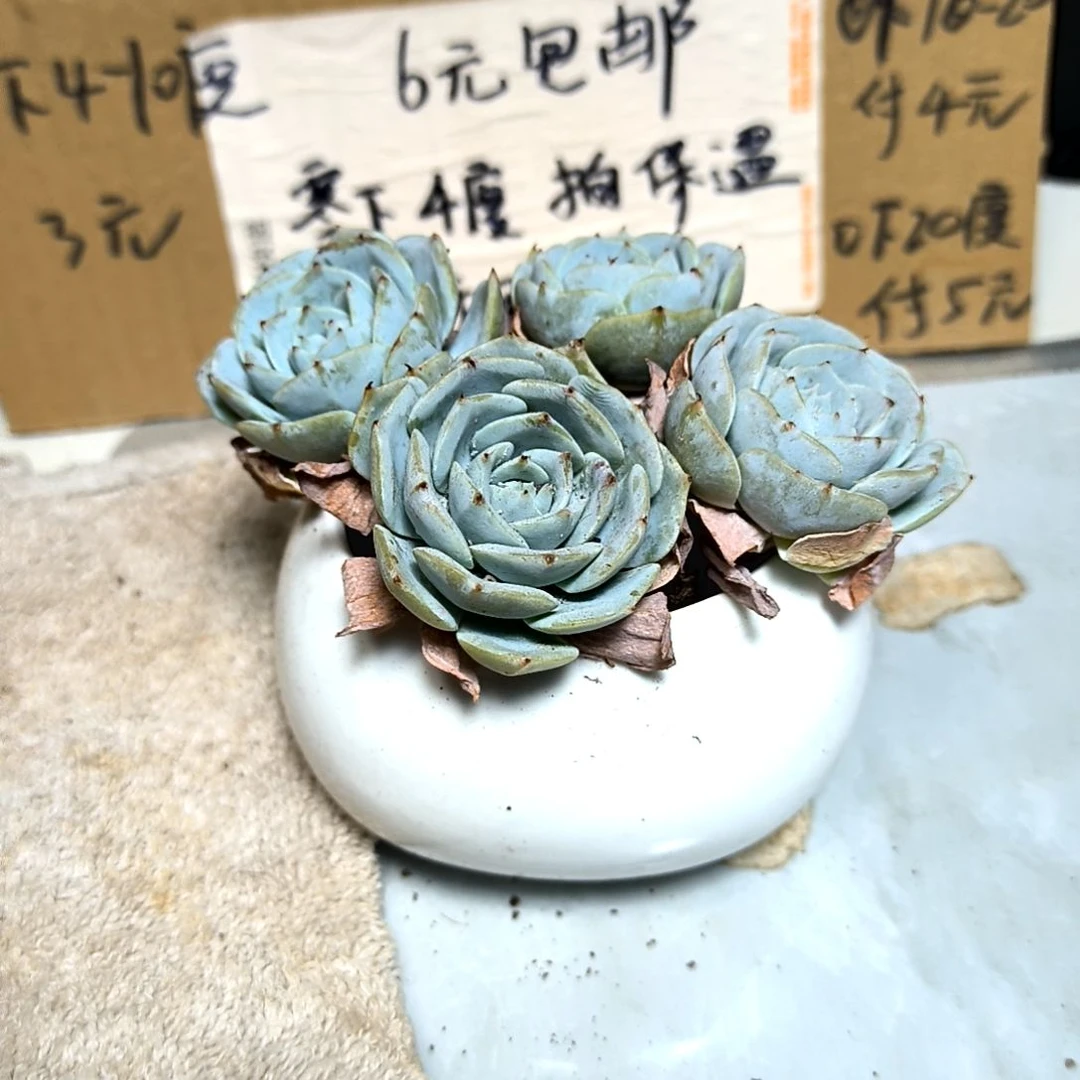 满6元包邮，#蓝鸟四颗包子