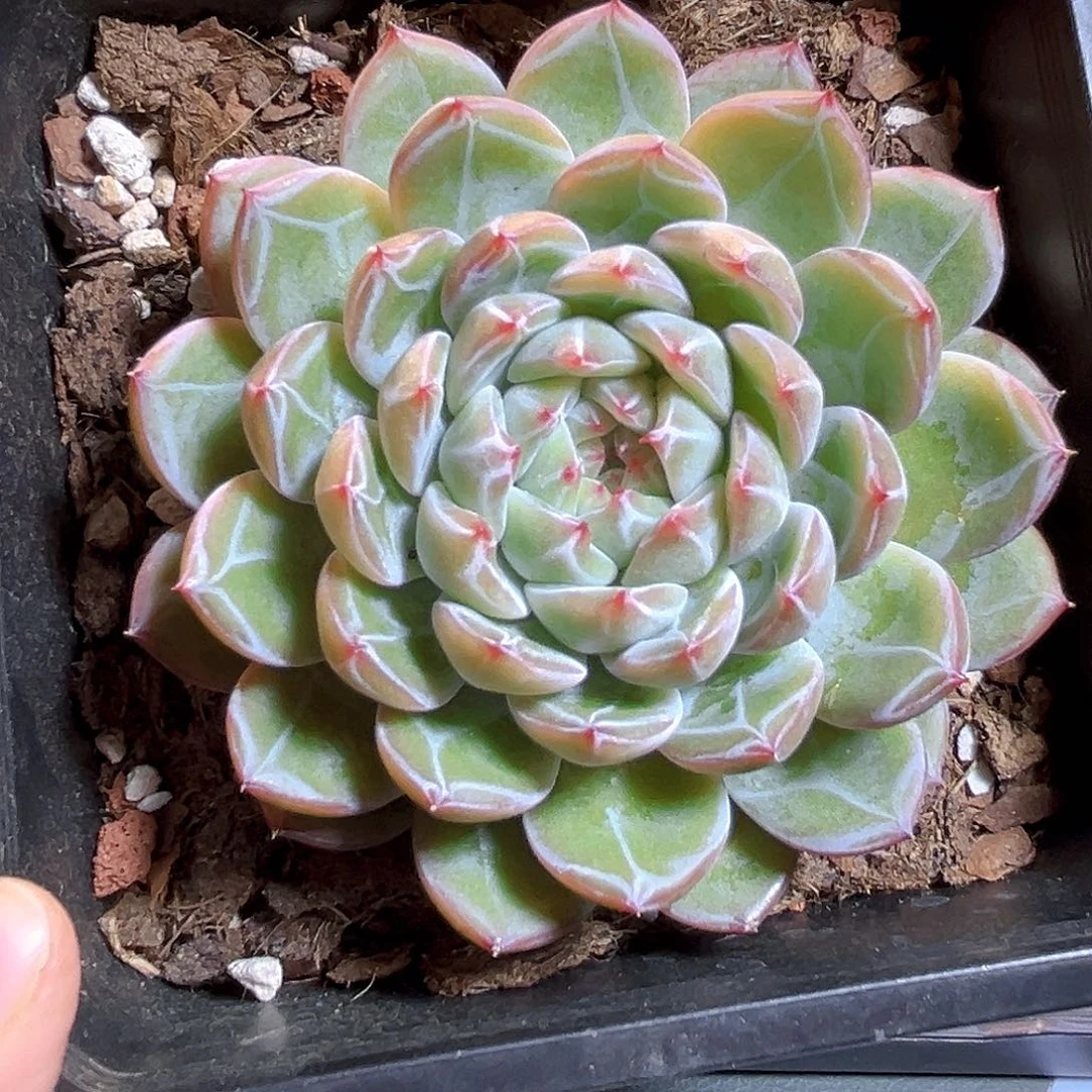 哦***y494一物一拍 雪花母本