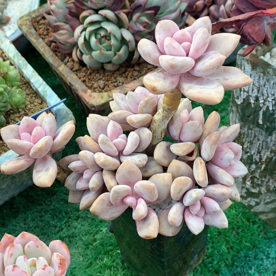 桃霜多肉植物盆栽