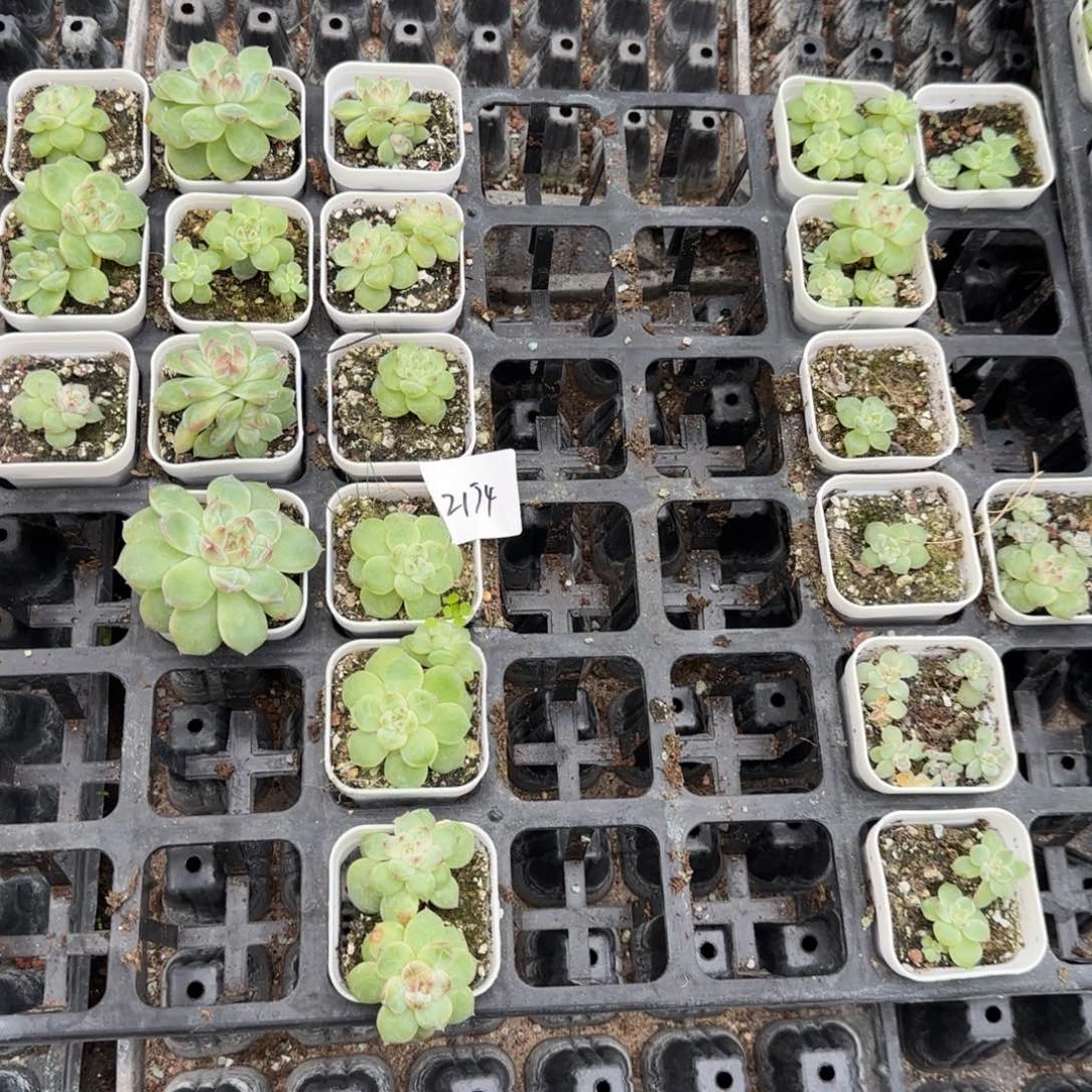 2174 号一半托满20包邮