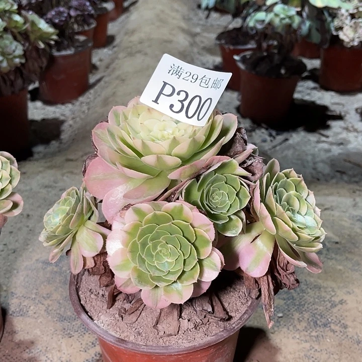 300荔枝多肉植物