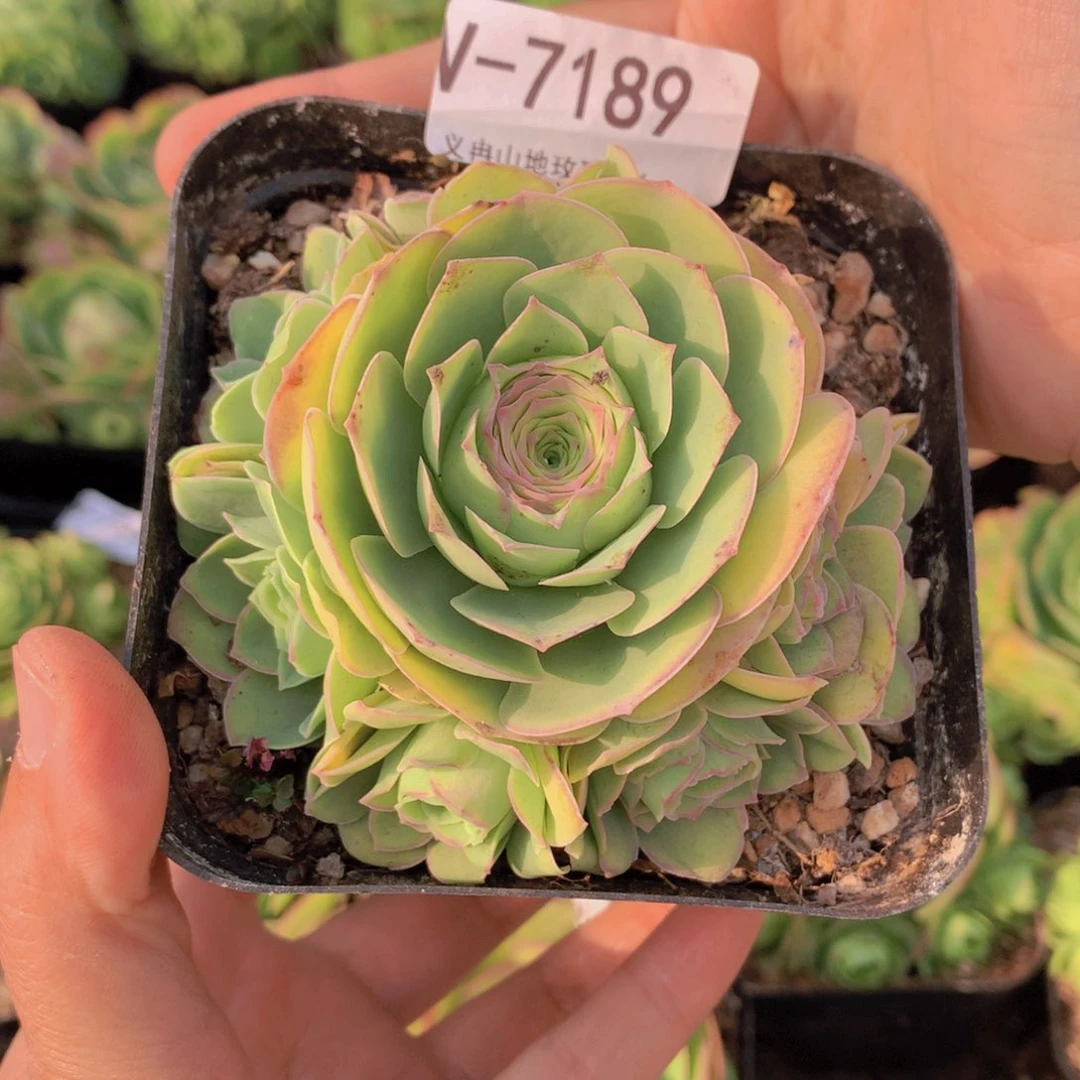 7189会掉侧芽g g g vv