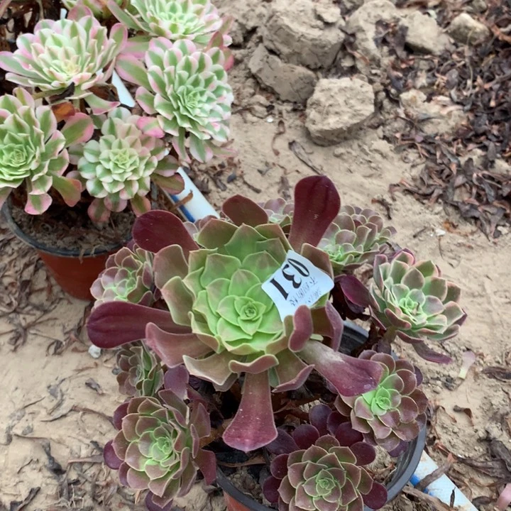 031梅花阴阳手捧东棚北