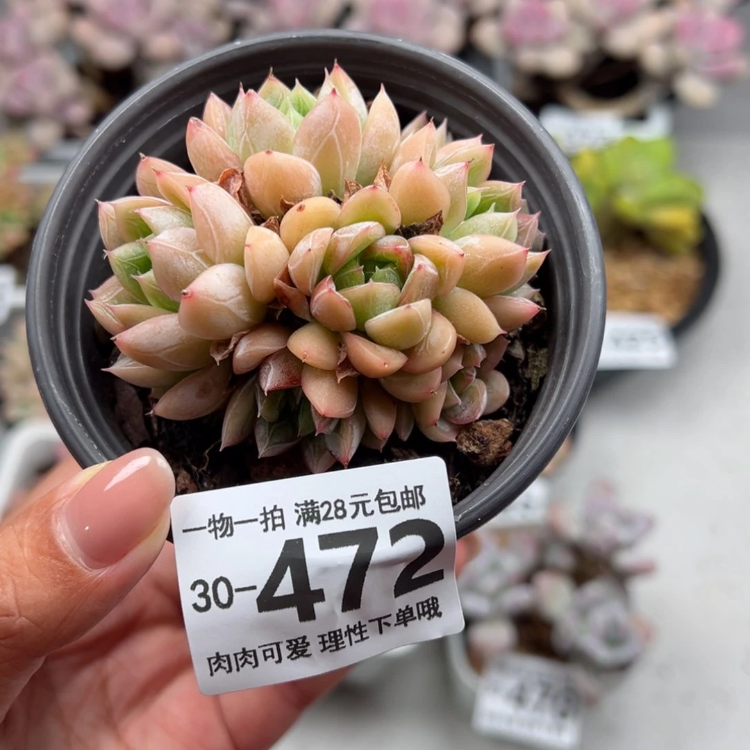 艾莎多肉多肉多肉多肉