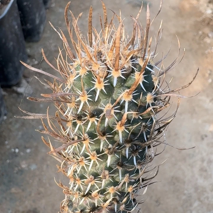 月之童子，一代侧芽嫁接