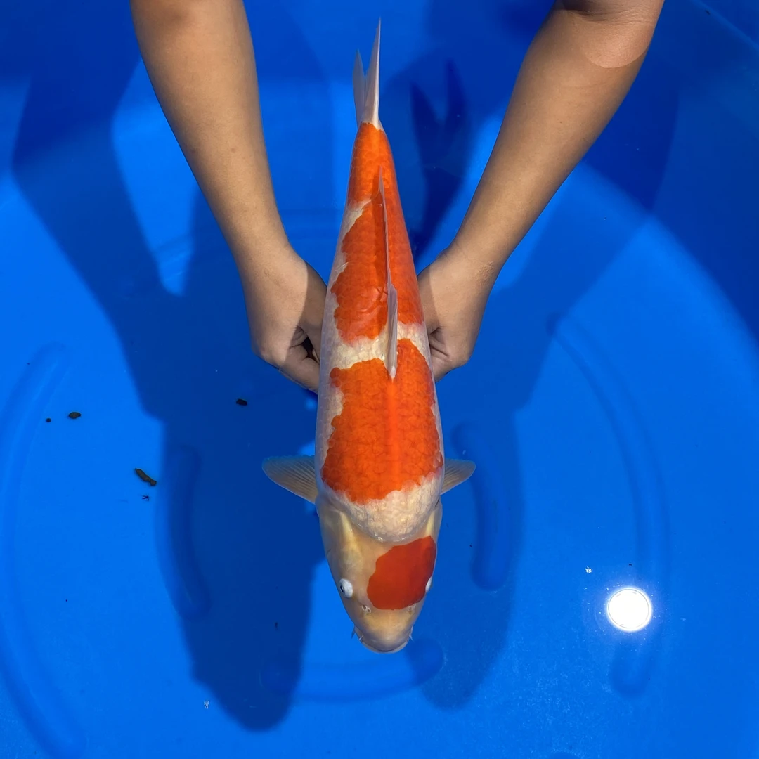 阪井出品香格里拉红白锦鲤母（菲力）【实以直播间为准】