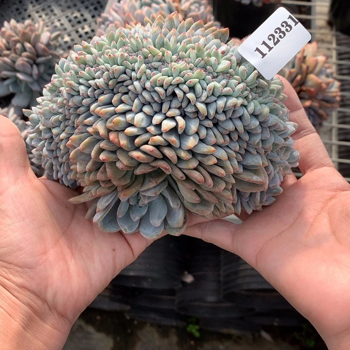 捂****112331缀嗯嗯嗯嗯嗯嗯嗯好喜欢