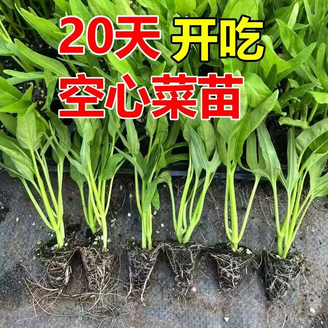 三叉菜苗秧苗大叶空心菜秧苗白梗空心菜蔬菜分叉多高产露天种植