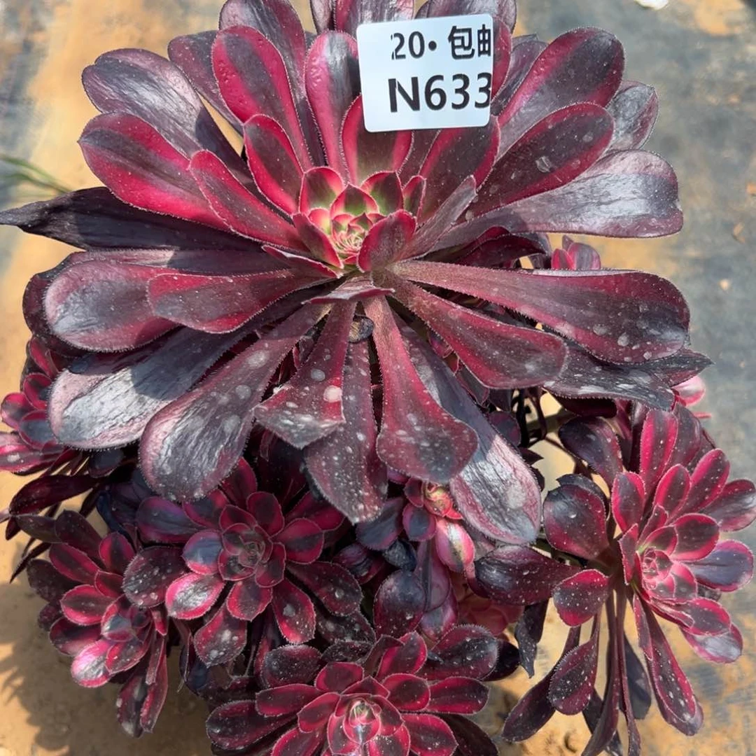 633香奶奶，满20包邮