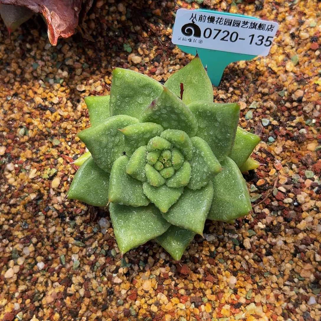 多肉一物一拍0720-135