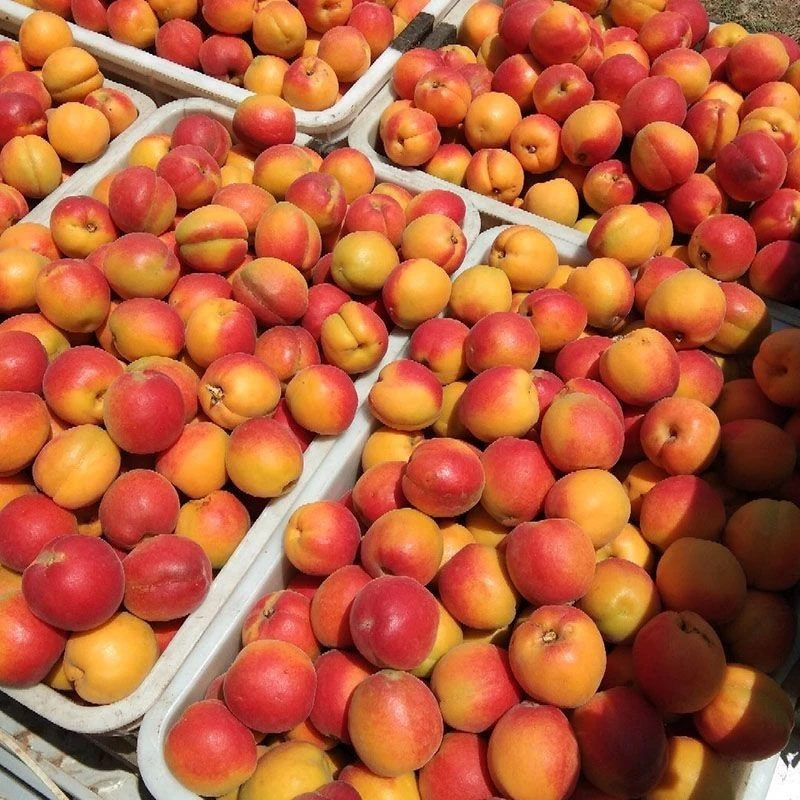 【顺丰包邮】正宗太行山串枝红杏大串红杏子新鲜现摘孕妇应季水果