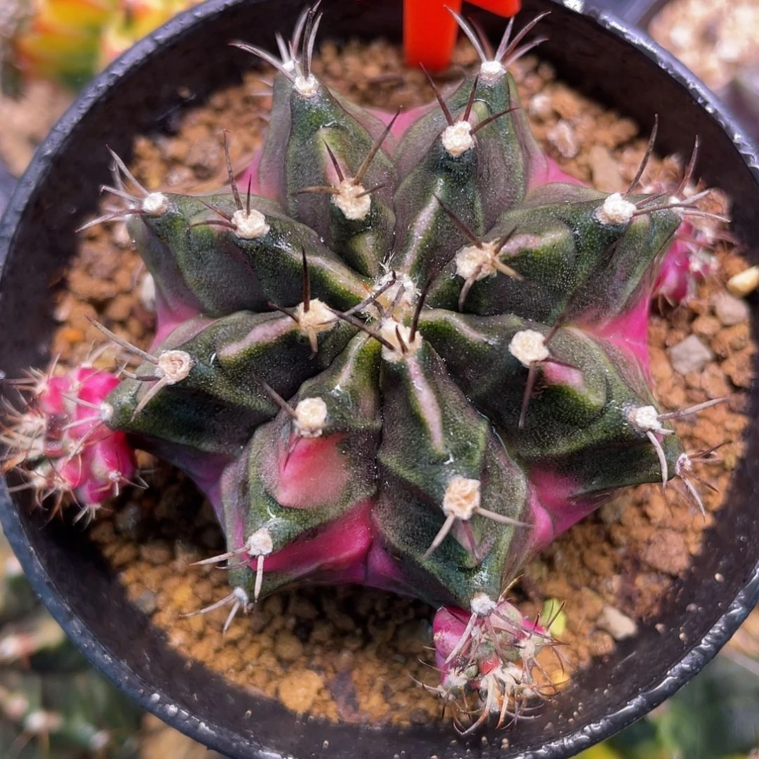 1-178泡泡糖5.2厘米