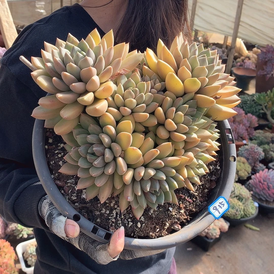 915象牙 一物一拍多肉