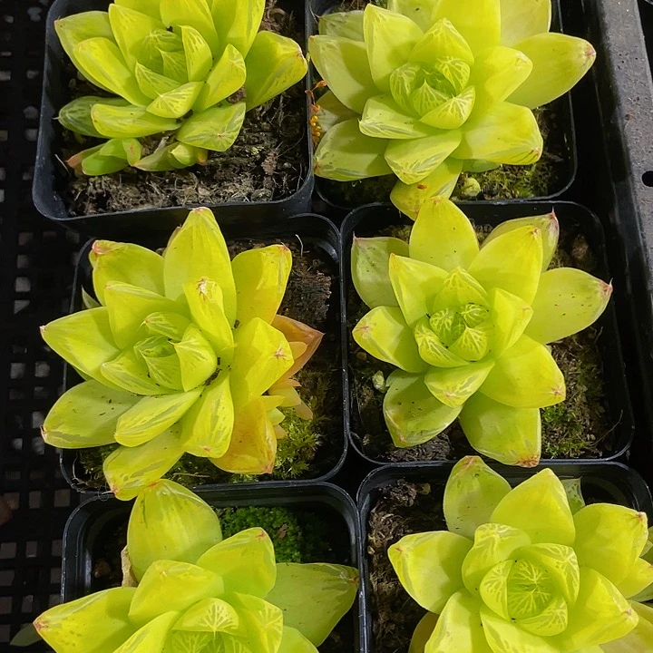 7方大黄金玉露带盆