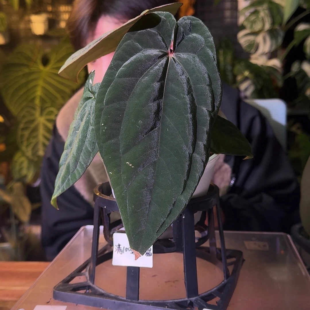 不开花植物G498籽播黑凤凰