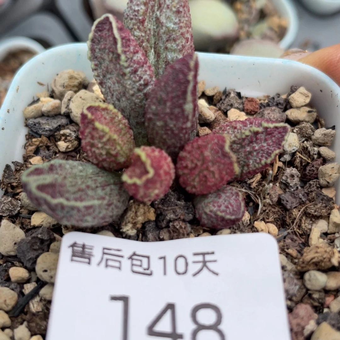 福利。 福利。