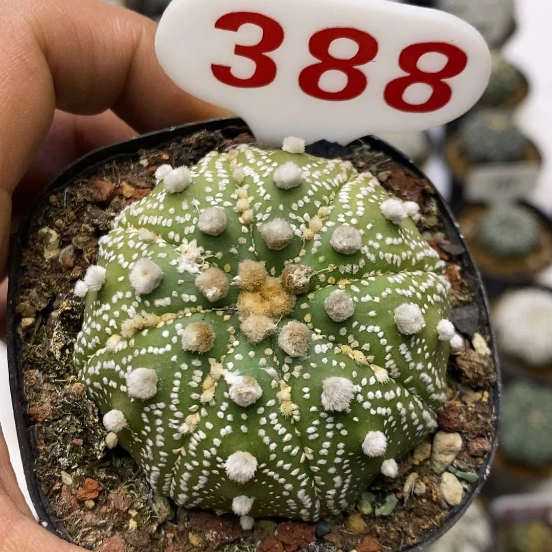 388花园福利特价来了