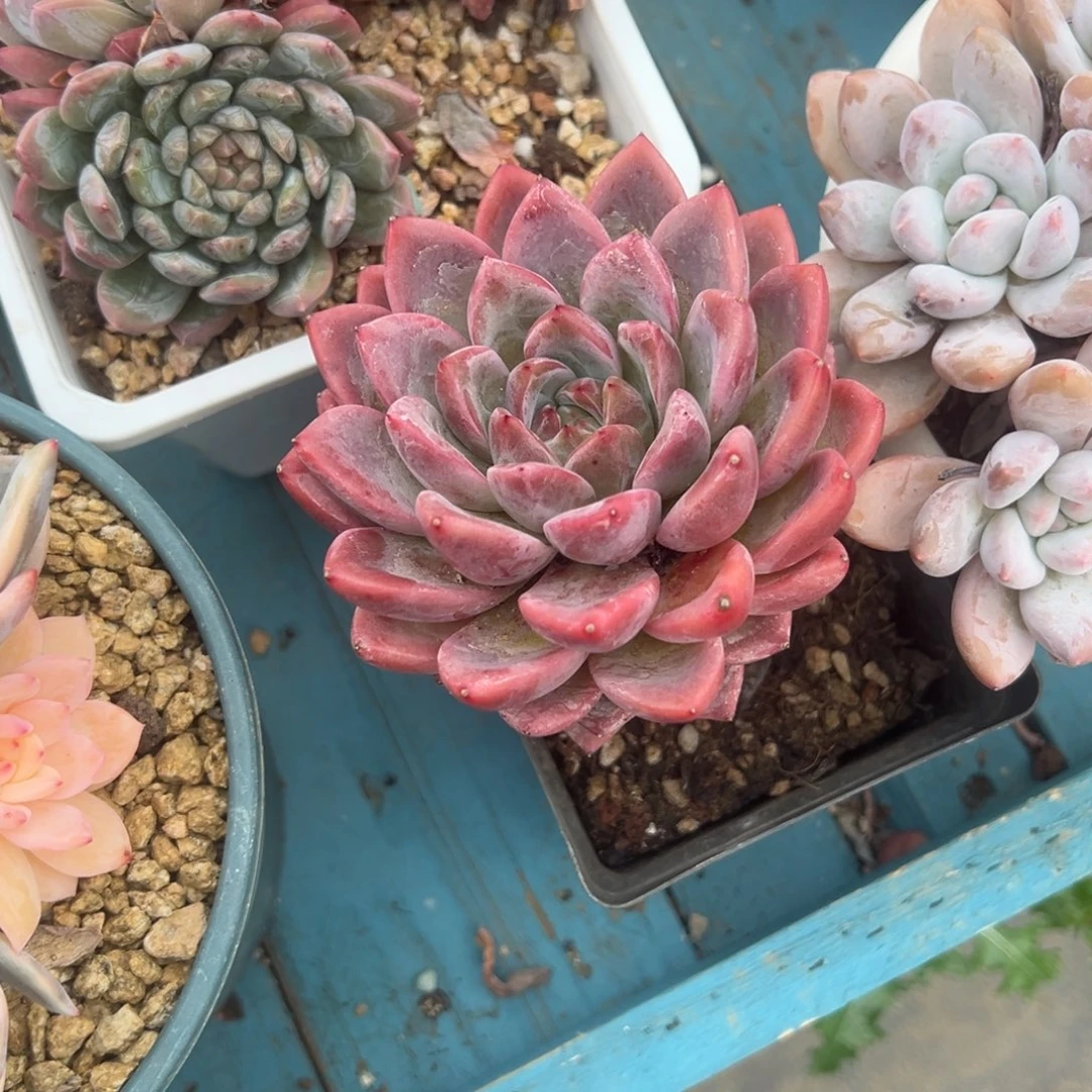 精品多肉植物老桩